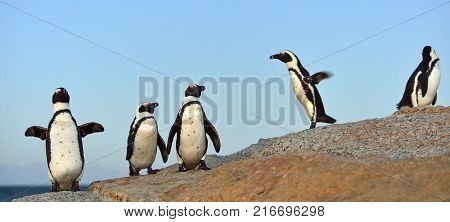African Penguins (spheniscus Demersus) Go Ashore From The Ocean At Evening Twilight. African Penguin