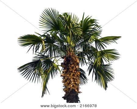 Palme