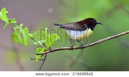The purple-rumped sunbird (Leptocoma zeylonica) is a sunbird endemic to the Indian Subcontinent. Male. Yala National Park. Sri Lanka.