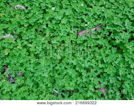 Overhead shot of patch of green clovers with sporadic dead leaves