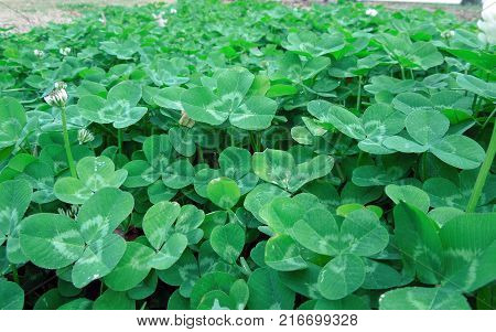 Close-up of a patch of green clovers