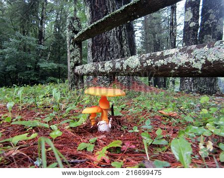 Wild red and orange mushrooms growing by weathered fence