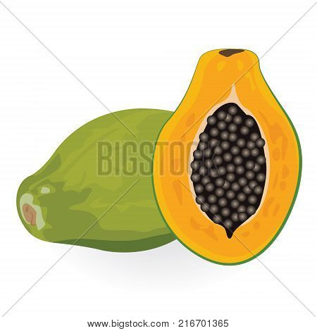 Papaya vector illustration on a white background