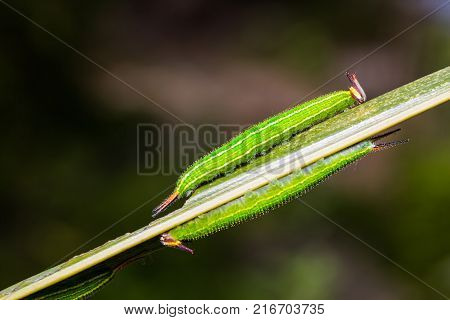 Common Palmfly (elymnias Hypermnestra) Caterpillars