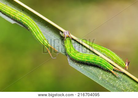 Common Palmfly (elymnias Hypermnestra) Caterpillars