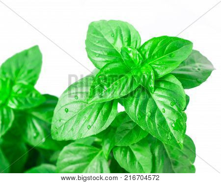 Fresh green Basil herb leaves isolated on white background. Basilicum plant concept. Copy space.