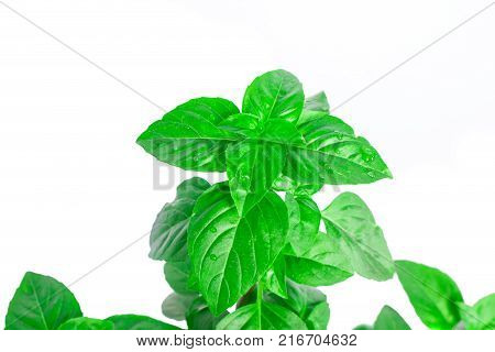 Fresh green Basil herb leaves isolated on white background. Basilicum plant concept. Copy space.