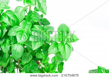 Fresh green Basil herb leaves isolated on white background. Basilicum plant concept. Copy space.