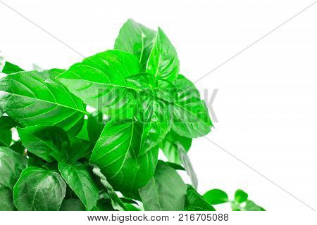 Fresh green Basil herb leaves isolated on white background. Basilicum plant concept. Copy space.