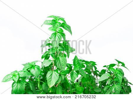 Fresh green Basil herb leaves isolated on white background. Basilicum plant concept. Copy space.