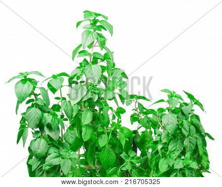 Fresh green Basil herb leaves isolated on white background. Basilicum plant concept. Copy space.