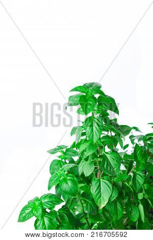 Fresh green Basil herb leaves isolated on white background. Basilicum plant concept. Copy space.