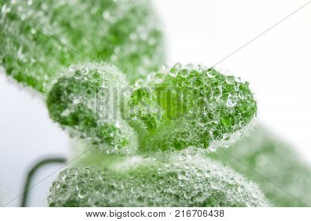 Fresh green Basil herb leaves isolated on white background. Basilicum plant concept. Copy space.
