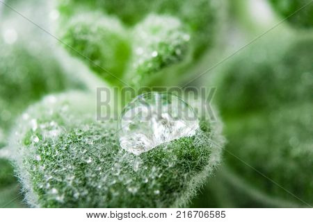 Fresh green Basil herb leaves isolated on white background. Basilicum plant concept. Copy space.