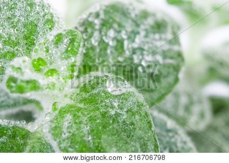 Fresh green Basil herb leaves isolated on white background. Basilicum plant concept. Copy space.