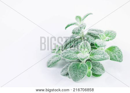 Fresh green Basil herb leaves isolated on white background. Basilicum plant concept. Copy space.