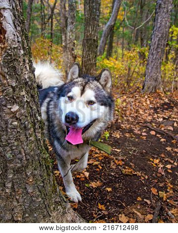 a domesticated Wolf walks through the forest, beautiful beast runs in nature. Primorskiy Kray