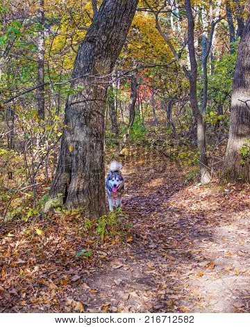 a domesticated Wolf walks through the forest, beautiful beast runs in nature. Primorskiy Kray