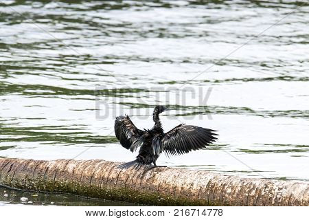 Indian Cormorant From Kerala Backwater In India