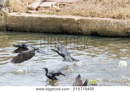Indian Cormorant Fishing From Kerala Backwater India