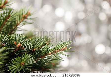 Silver Christmas background of defocused bokeh lights with fir tree branches