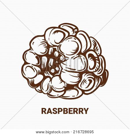 Illustration Of Drawing Raspberry. Hand Draw Illustration For Design. Vector Engraving Drawing Antiq