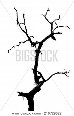 silhouette of lonely tree, dead treeisolated on white background