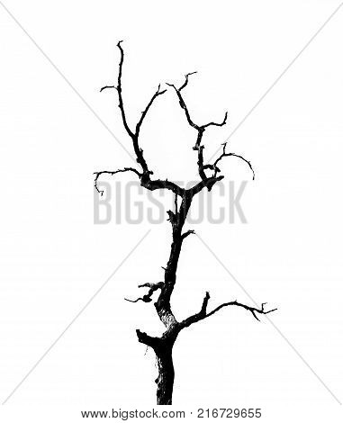 silhouette of lonely tree, dead treeisolated on white background
