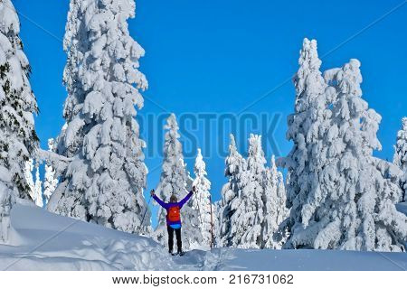 Hiking snowshoe on Whistler. Snow covered trees near Whistler Village British Columbia. Canada.