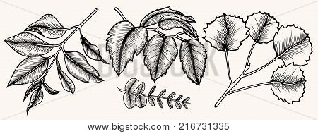 Set of tea bush branches with leaves and flowers. Botanical drawing. Sketch, hatching. Realistic. Nature. Organic product. Vector isolated on white background eps.10