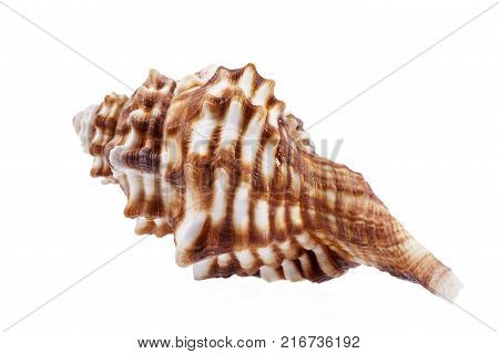 Single sea shell of horse conch isolated on white background close up