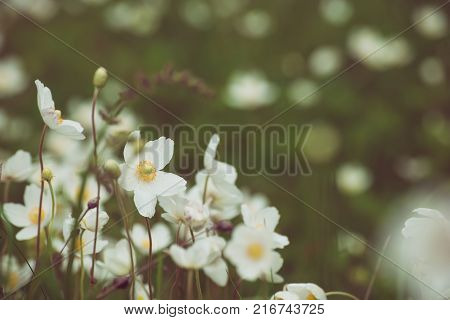 Beautiful white anemona flowers growing on the meadow in spring time, natural outdoor seasonal soft background
