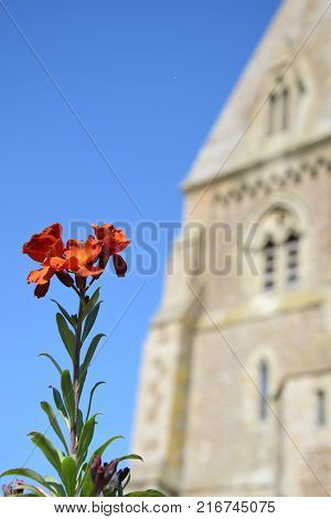 A single red flowwer infront of a church in bright sunshine.