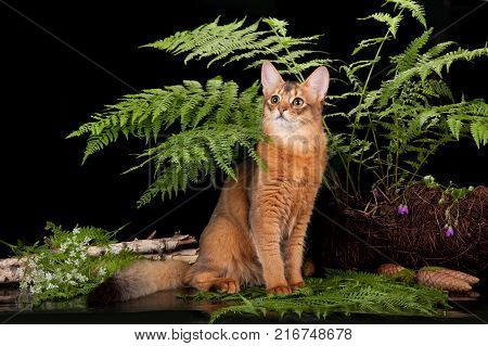 Red cat Somali in the fern on a black background
