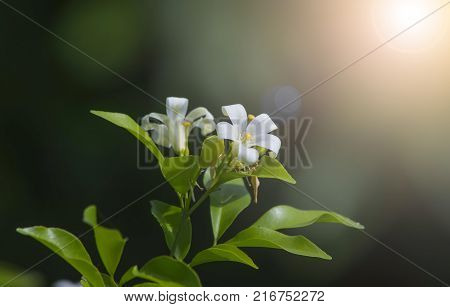 White flower Murraya paniculata or Orang Jessamin on tree