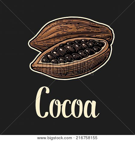Fruits of cocoa beans. Vector vintage color engraved illustration. Isolated on dark background.