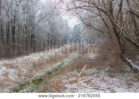 Christmas card by forest environment in special light and color