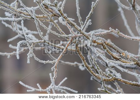 Christmas card by forest environment in special light and color