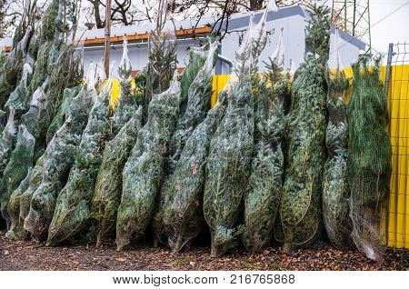 Christmas tree sale of traditional Catholic holidays,Prague,czech reoublic,24.11.2017