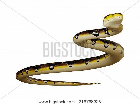 3D Rendering Reticulated Python On White