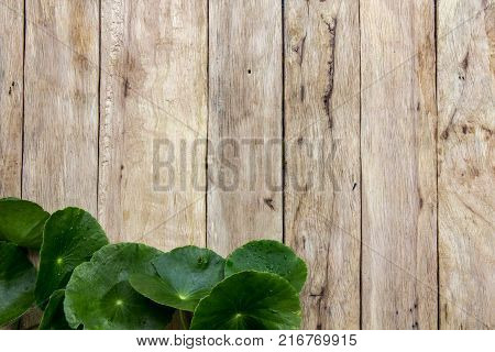 Centella asiatica on wood.Centella asiatica on wood.