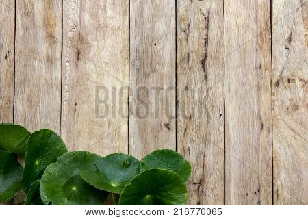 Centella asiatica on wood.Centella asiatica on wood.