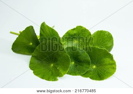 Centella asiaticaentella asiatica Asiatic Pennywort(Centella asiatica (Linn.) Urban.)