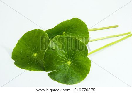 Centella asiaticaentella asiatica Asiatic Pennywort(Centella asiatica (Linn.) Urban.)