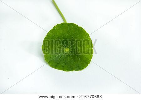 Centella asiaticaentella asiatica Asiatic Pennywort(Centella asiatica (Linn.) Urban.)