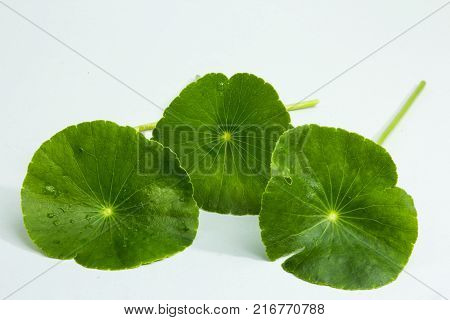 Centella asiaticaentella asiatica Asiatic Pennywort(Centella asiatica (Linn.) Urban.)
