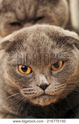 Portait of a scotland shorthair female cat close up while mating