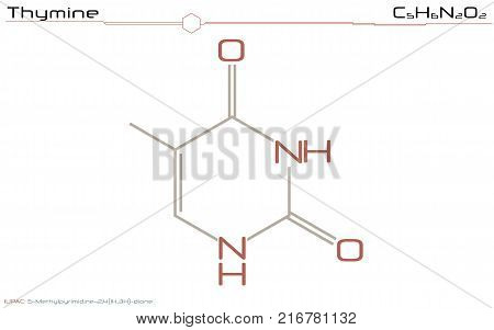 Infographic and molecular informations about the molecule Thymine.