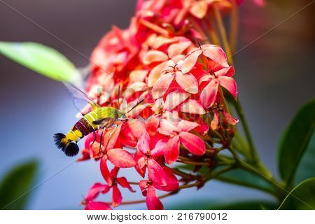 Hummingbird hawk-moth hovering over and sucking nectar at Ixora flowers