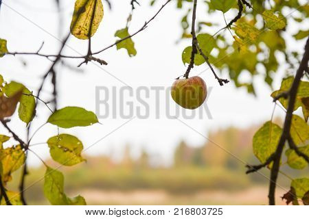 autumn Red tasty Apple on a tree